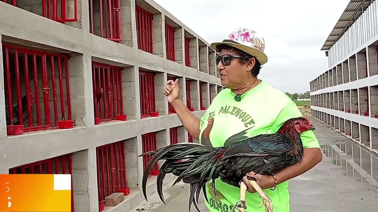 REPORTAJE COLISEO DE GALLOS 