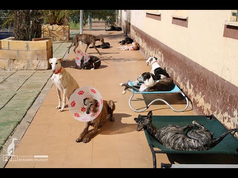 Video: Recolección de mascotas: equipo veterinario de emergencia enviado en Texas, Tessa the Blind Dog obtiene una 