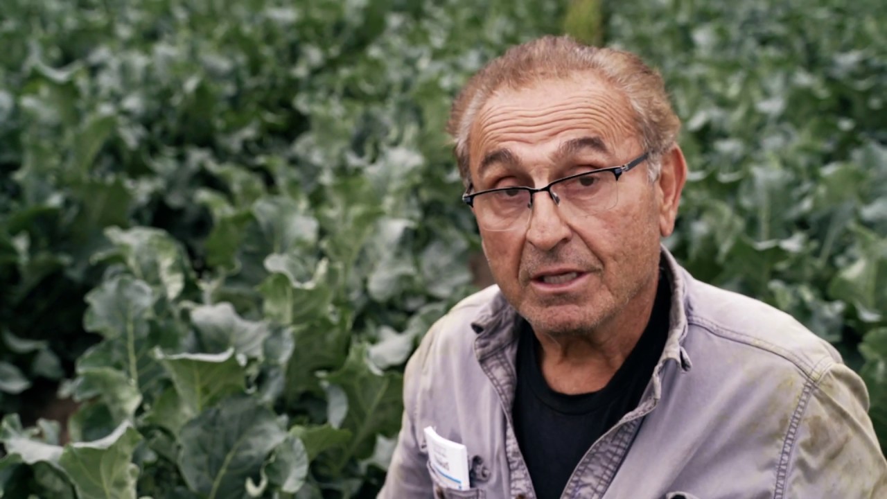 Learn About Our CentreCut Broccolini With Farmer Dom 19th Avenue