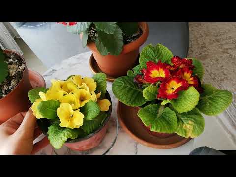 Video: Hor çiçeğinin Kesimlerle Yayılması: Yaz, Ilkbahar Ve Sonbaharda Kesimler. Hor çiçeği Nasıl Doğru Bir şekilde Aşılanır Ve Köklenir?
