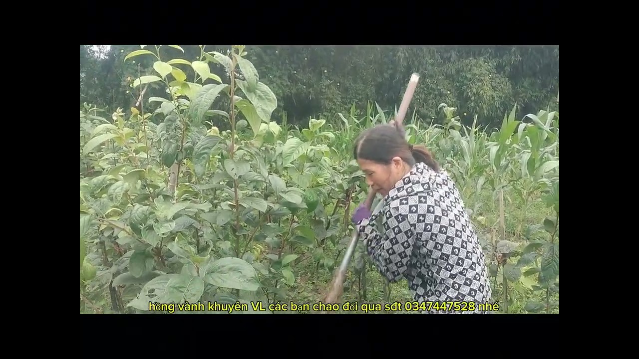 Lại tiếp tục trồng hồng vành khuyên 