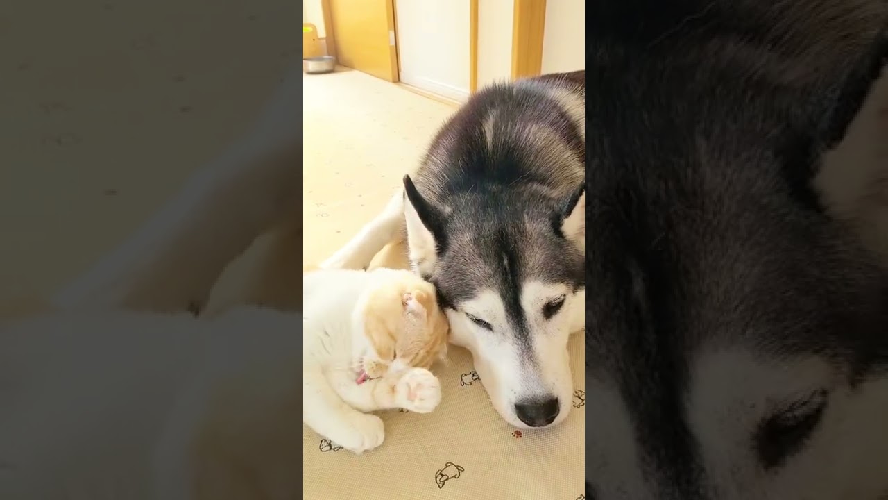 ハスキー犬にスリスリしたくて堪らない子猫 Shorts 動物 犬 猫 他色々 まとめ動画