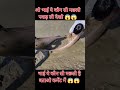 Aaj Dekho ketani sing machli pakd li #viral #agriculture #farming #aquariumfish #freefire 😱😱😱