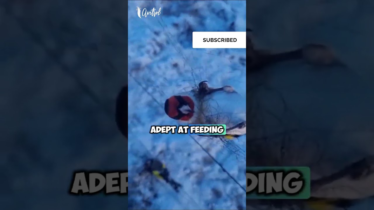 🕊️ Unusual Goldfinch Behavior Alert! 🕊️