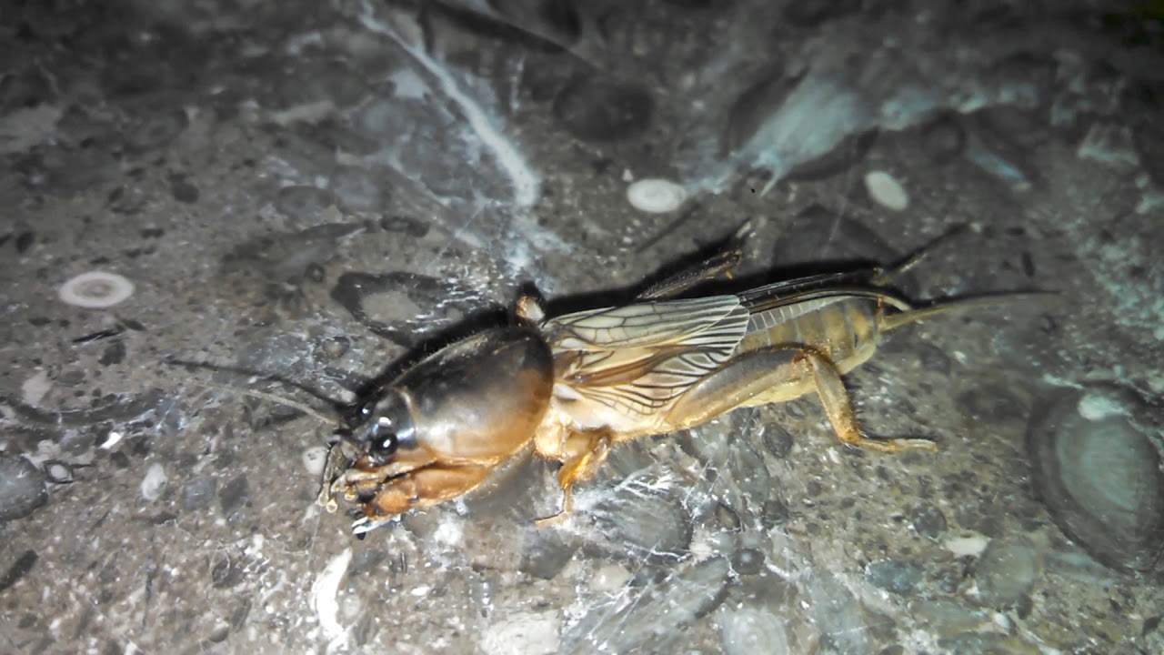 RAre insect found in karachi - YouTube