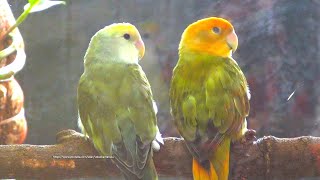 Download Lagu Lovebird's Sounds - Lovebird Roseicollis - Orange-Head \u0026 Orange-Faced MP3 Download Lagu Lovebird's Sounds - Lovebird Roseicollis - Orange-Head \u0026 Orange-Faced MP3