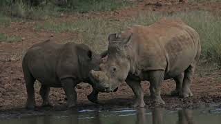 Africa&#39;s endangered rhinocerus