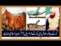 Watch Konse Janwar Halal Hain Konse Haram Hain? | Islamic Information | Mufti Akmal | ARY Qtv Online In HD