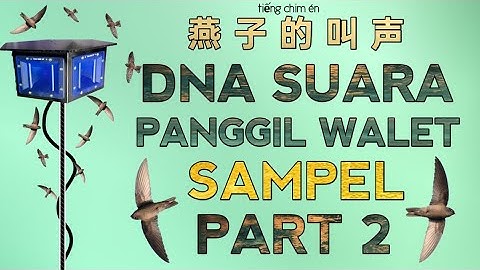 DNA SUARA PANGGIL INAP WALET TERBAIK | SAMPEL PART 2 - swiftlet sound @ekafamilyofficial