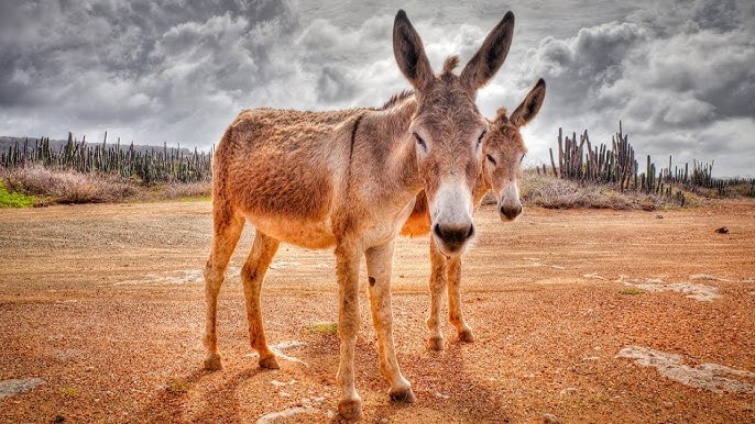 Reyting wap xxx obmennik Ot seks filmlar