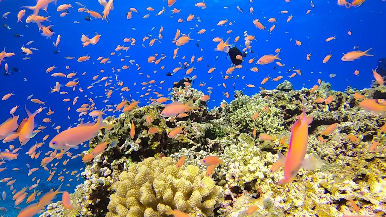 ファンシー石垣島 Jun 19 アカネハナゴイなど熱帯魚キラキラ Youtube