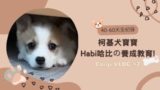 柯基犬寶寶~Habi哈比的養成教育(4060天全紀錄) Corgi VLOG ep.2/小狗餵養/小狗洗澡/剪指甲/清潔牙齒