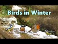 Birds in Winter - Video for People and Cats to Watch