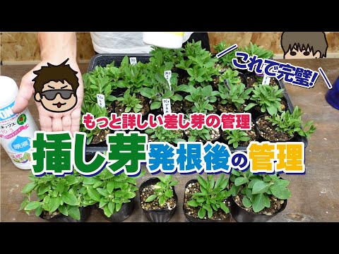 挿し芽発根後の管理 ポット上げからの置場所や水やり 肥料や摘芯までカトちゃんねるの管理方法を詳しく説明します ペチュニア サフィニア ミリオンベル Youtube
