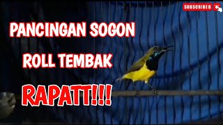 PANCINGAN SOGON ROLL TEMBAK RAPAT || COCOK UNTUK MELATIH MENTAL SOGON ANDA.