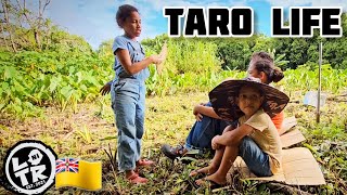 LIVING OFF THE LAND: TARO FARMING ON THE STUNNING NIUE ISLAND!