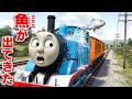 【トーマス】体から魚が飛び出した!爆発注意のトーマス!釣りをしたら調子がおかしくなった!バスのバーティーとどっちが速いのか競争!きかんしゃトーマスTM:ソドー島の不思議【ほぅ】