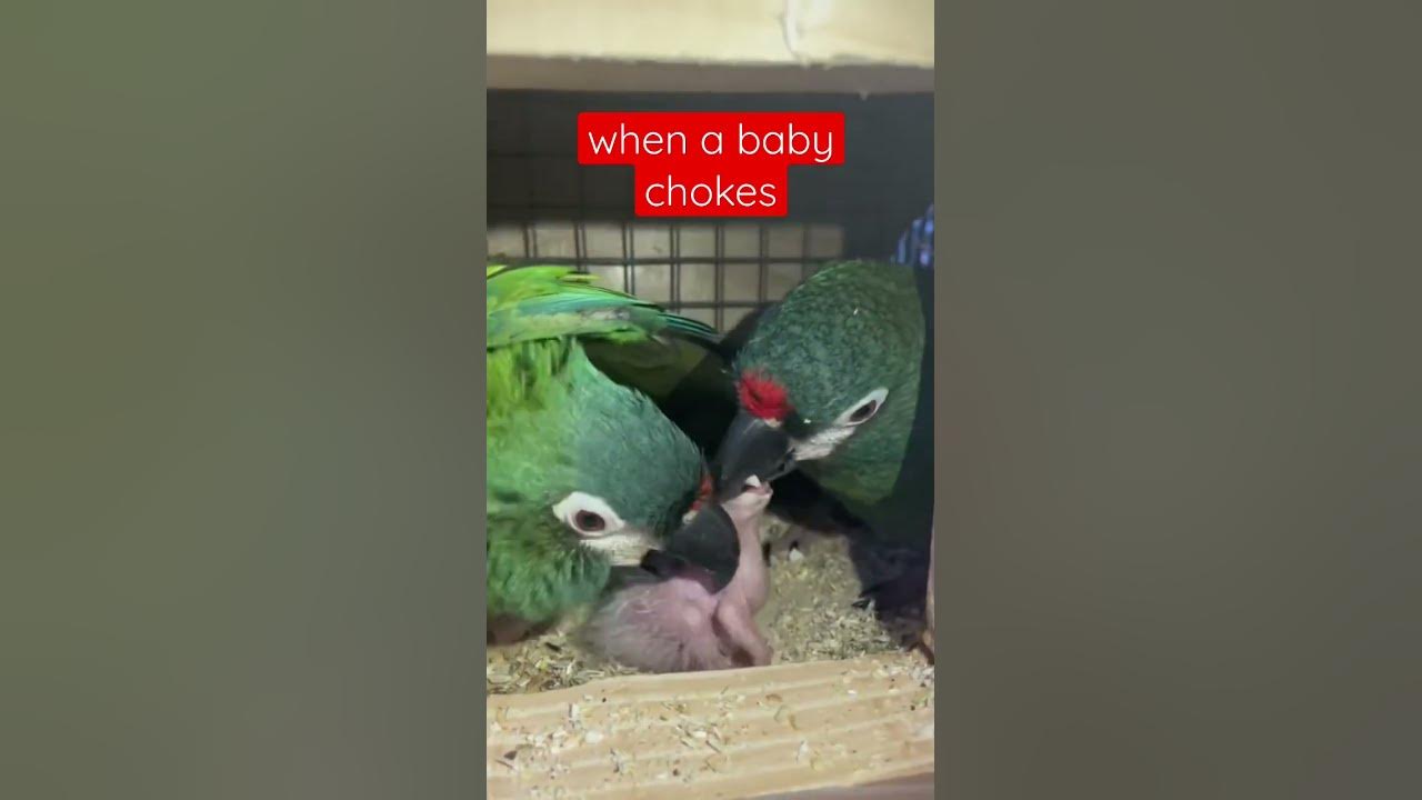 birds helping their choking baby to bring back to normal birds choking YouTube