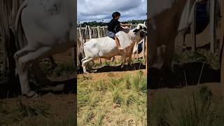 O Pequeno Peão E O Touro Gigante