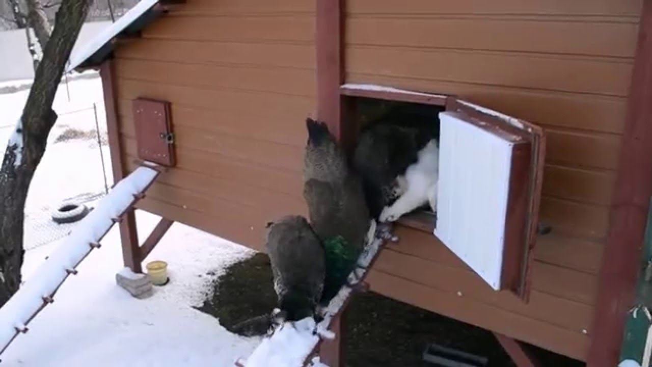 Какие условия для кур нужны зимой
