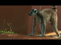 A Single Male Lemur Stands Up to a Entire Troop of Invaders 🌴 Gangs of Lemur Island | Smithsonian