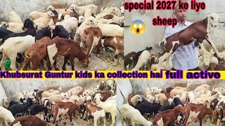 Khubsurat Guntur breed ke kids hai or pure male hai available in Hyderabad 