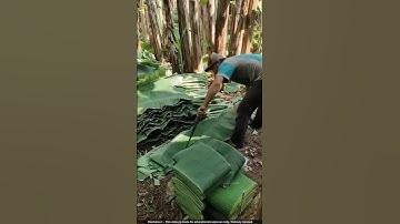 Amazing Uses of Banana Trees! 🍌♻️