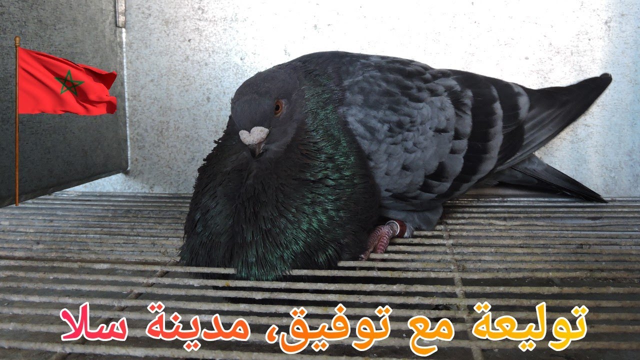 توليعة فالطبيعة مع الحباب، عند المولوع الطيب، توفيق، مدينة سلا، مربي السيفيانوس المغربي الأصيل 🇲🇦