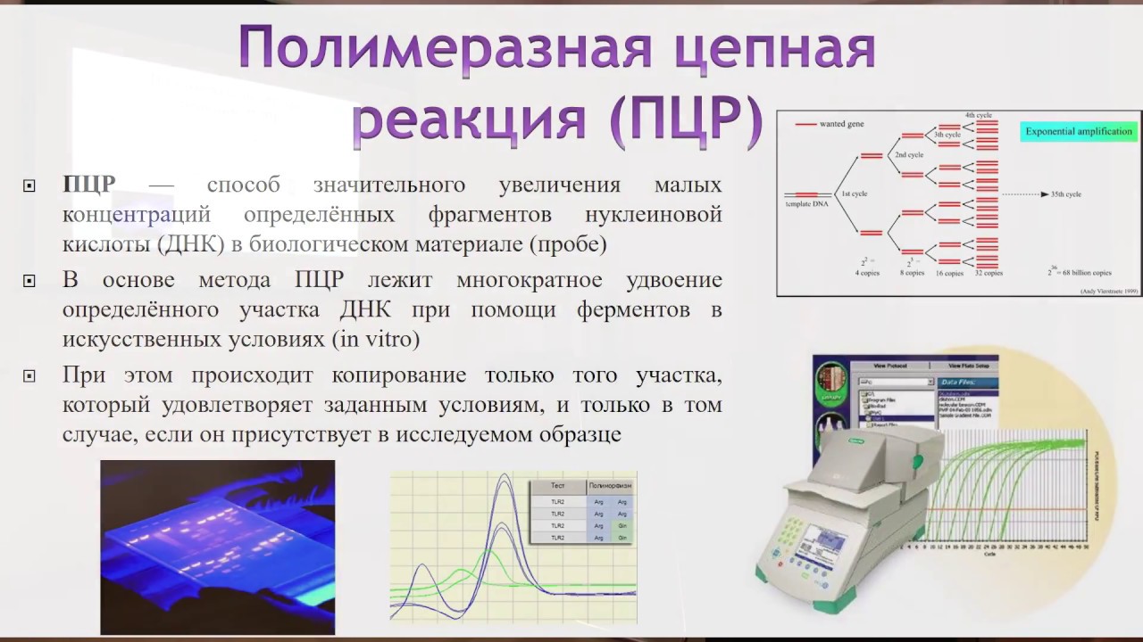 Полимеразная цепная реакция результат