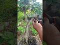 BONSAI GRAFTING #bonsai #bonsaitree #caraperawatanbonsai #diy
