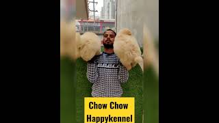 Chow Chow Puppies Available Happykennel