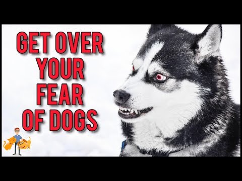 Video: How To Get Rid Of Your Fear Of Dogs