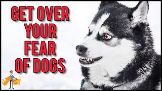 How To Get Over A Fear Of Dogs in 11 Simple Steps