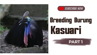 Breeding Burung Kasuari, Breeding Casuarius