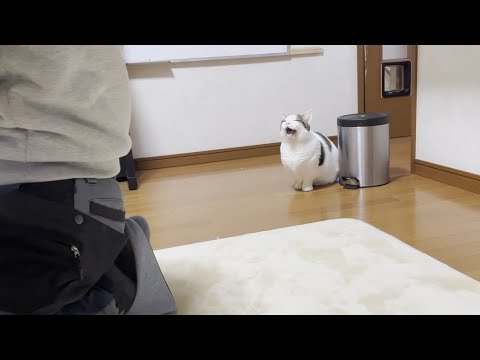 「散歩に行きたい」と鳴きまくる超駄々っ子な猫