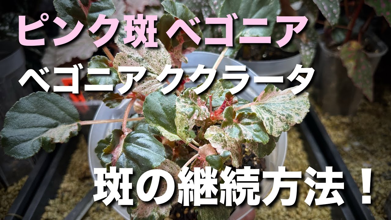 Pink variegated Begonia cucullata ⭐︎How to maintain the