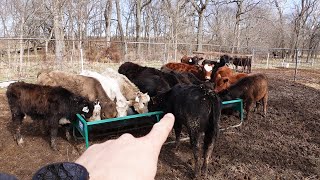 First Load of Stocker Calves!