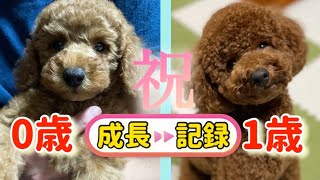 成長が早すぎるトイプードルがこちらですw 【トイプードル子犬から成犬へ】【成長記録】