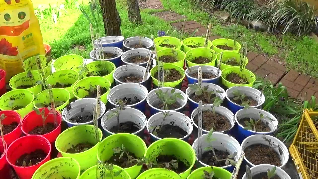 Repotting My Tomato Plants YouTube