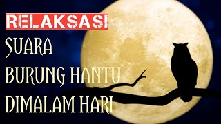 Suara Burung Hantu di malam hari untuk RELAKSASI | Burung di alam liar