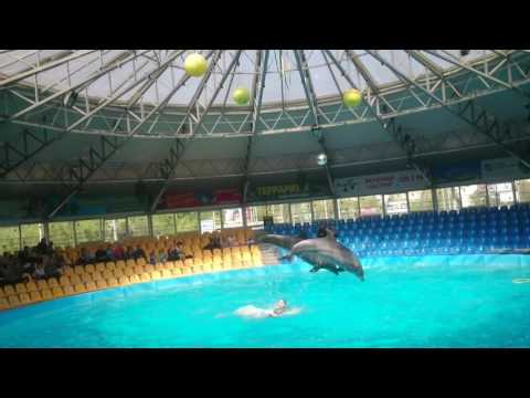 Video: Kuidas Delfiinid Oma Poegi Karistavad