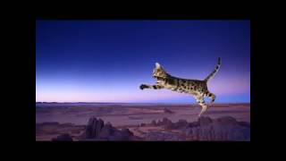 shooting stars meme (cat adventure)