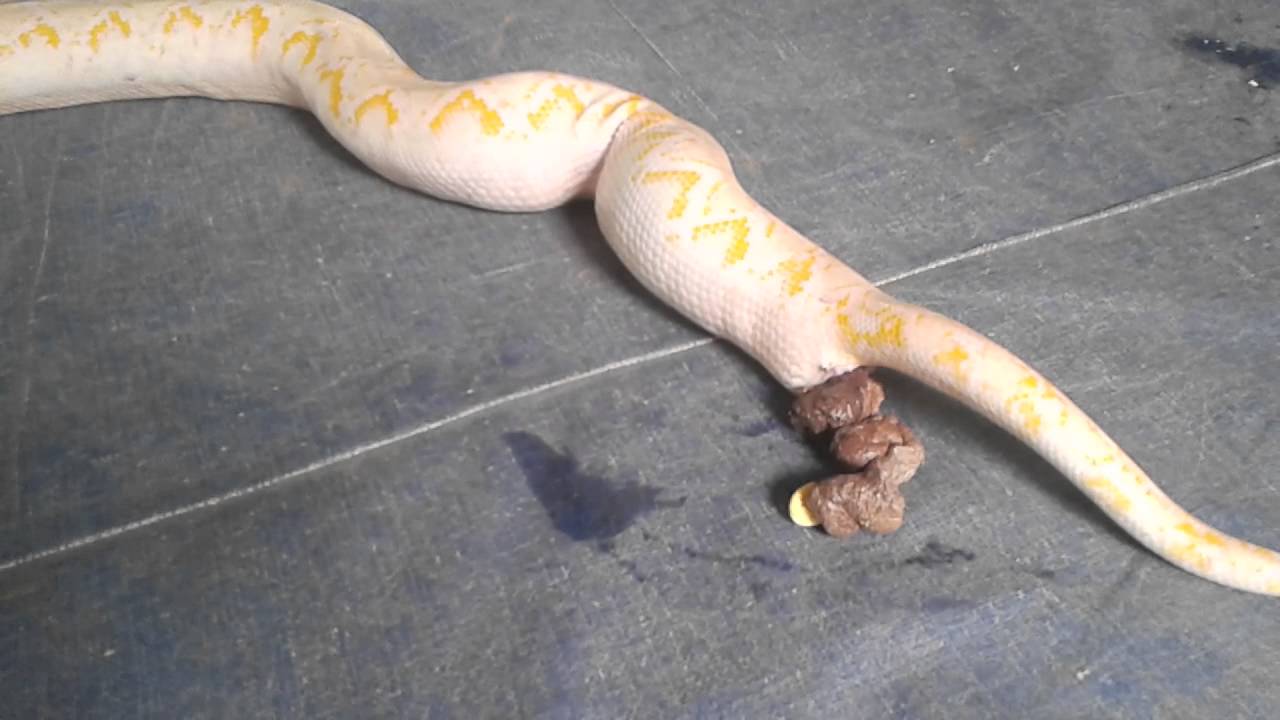 Albino Phyton Snake shitting, surrounded children - YouTube Albino Phyton Snake shitting, surrounded children - YouTube