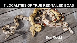 7 Localities of True Red-Tailed Boas