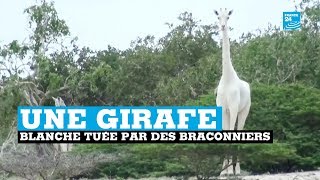 La seule girafe blanche femelle du monde tuée par des braconniers