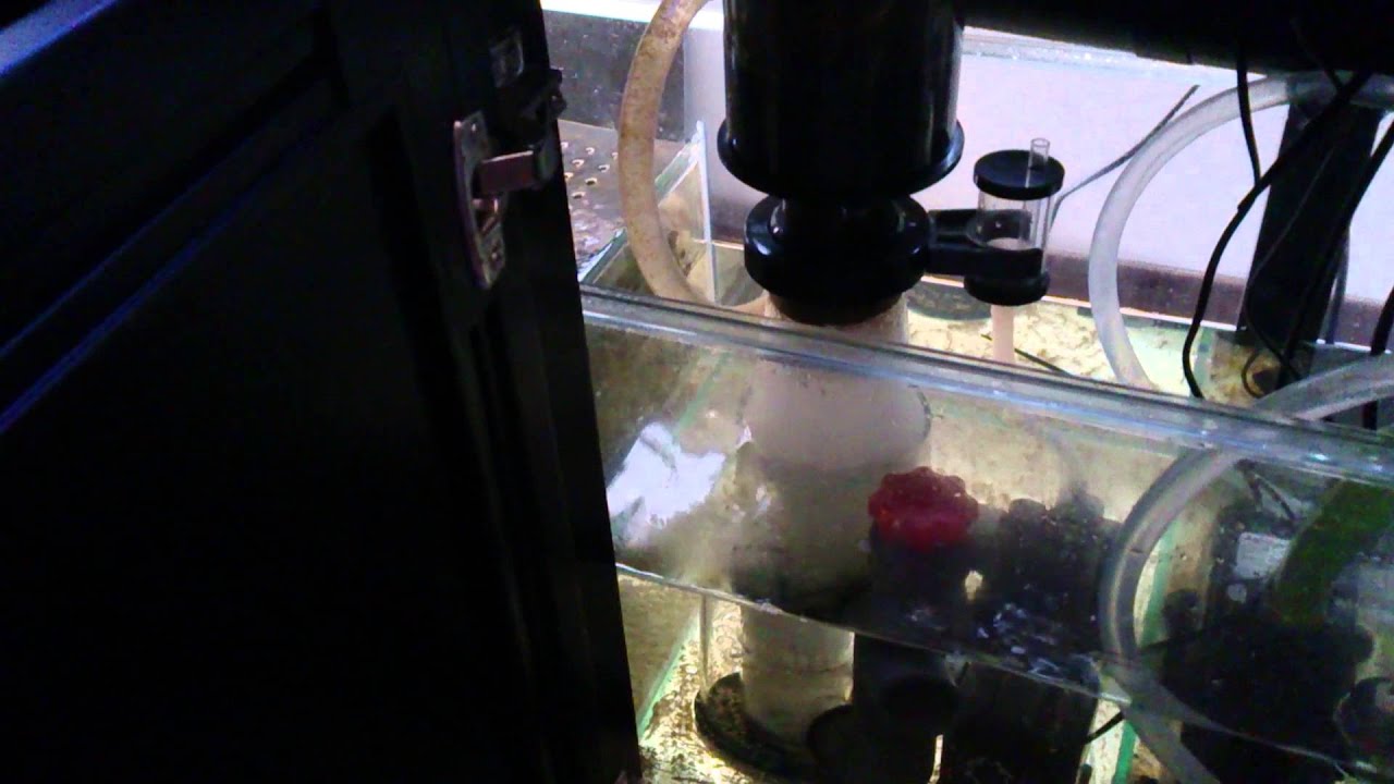 How to clean your protein skimmer YouTube