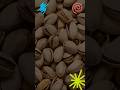 26 de febrero: Día del Pistacho