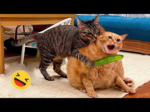 Best Funniest Cats 😹 - Don't try to hold back Laughter 😂 Funny Cats 2023 #5