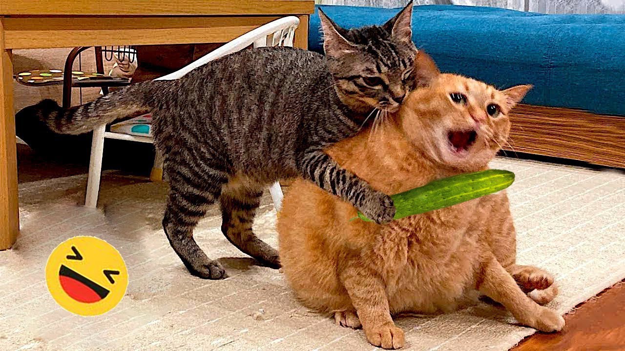 ⁣Best Funniest Cats 😹 - Don't try to hold back Laughter 😂 Funny Cats 2023 #5