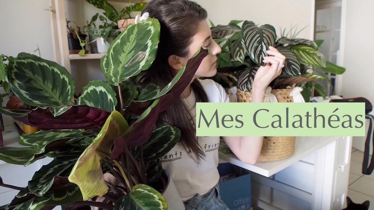 Le Calathéa : Ma Collection et mes conseils :)